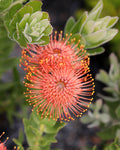 Leucospermum Titan
