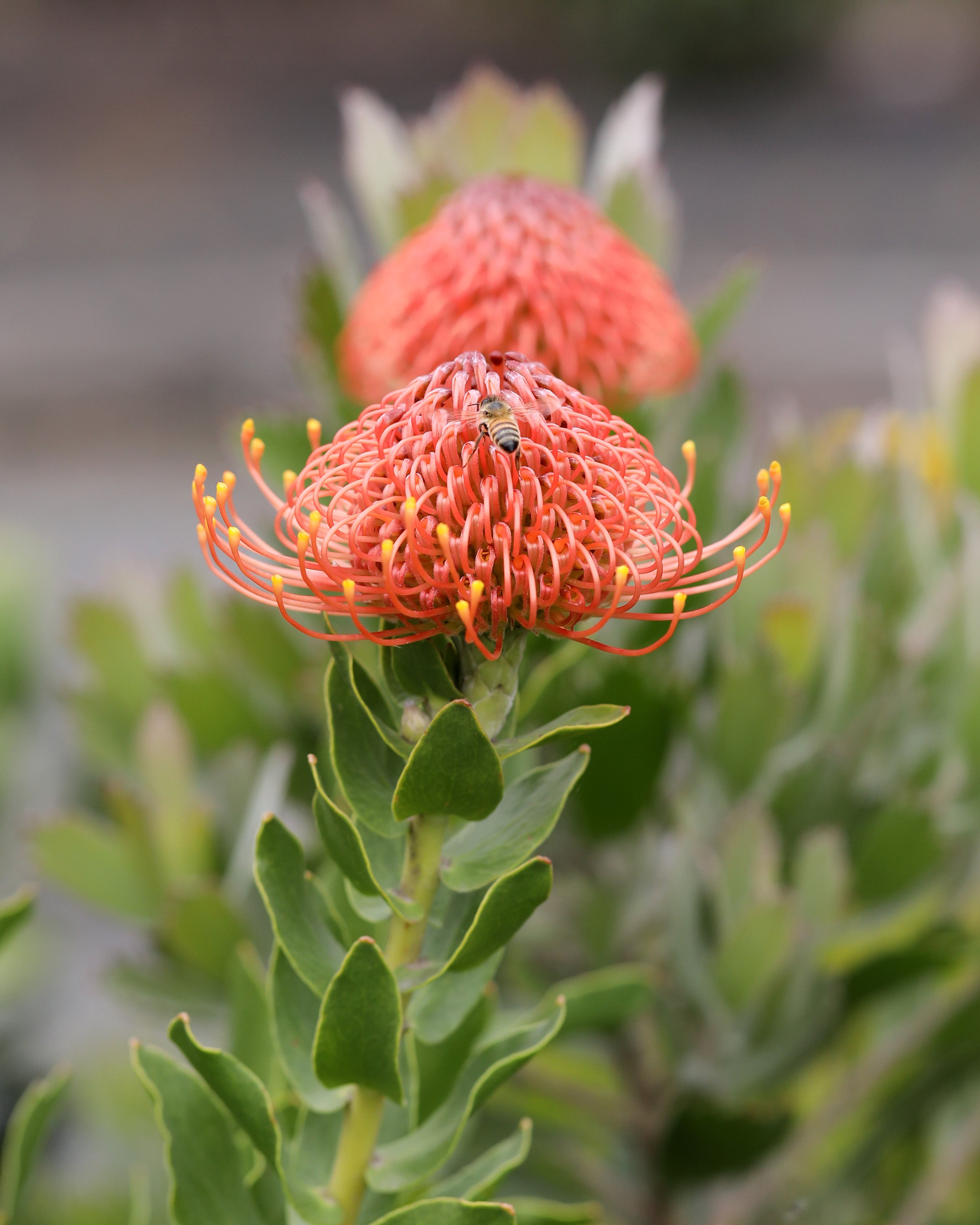 Leucospermum Titan