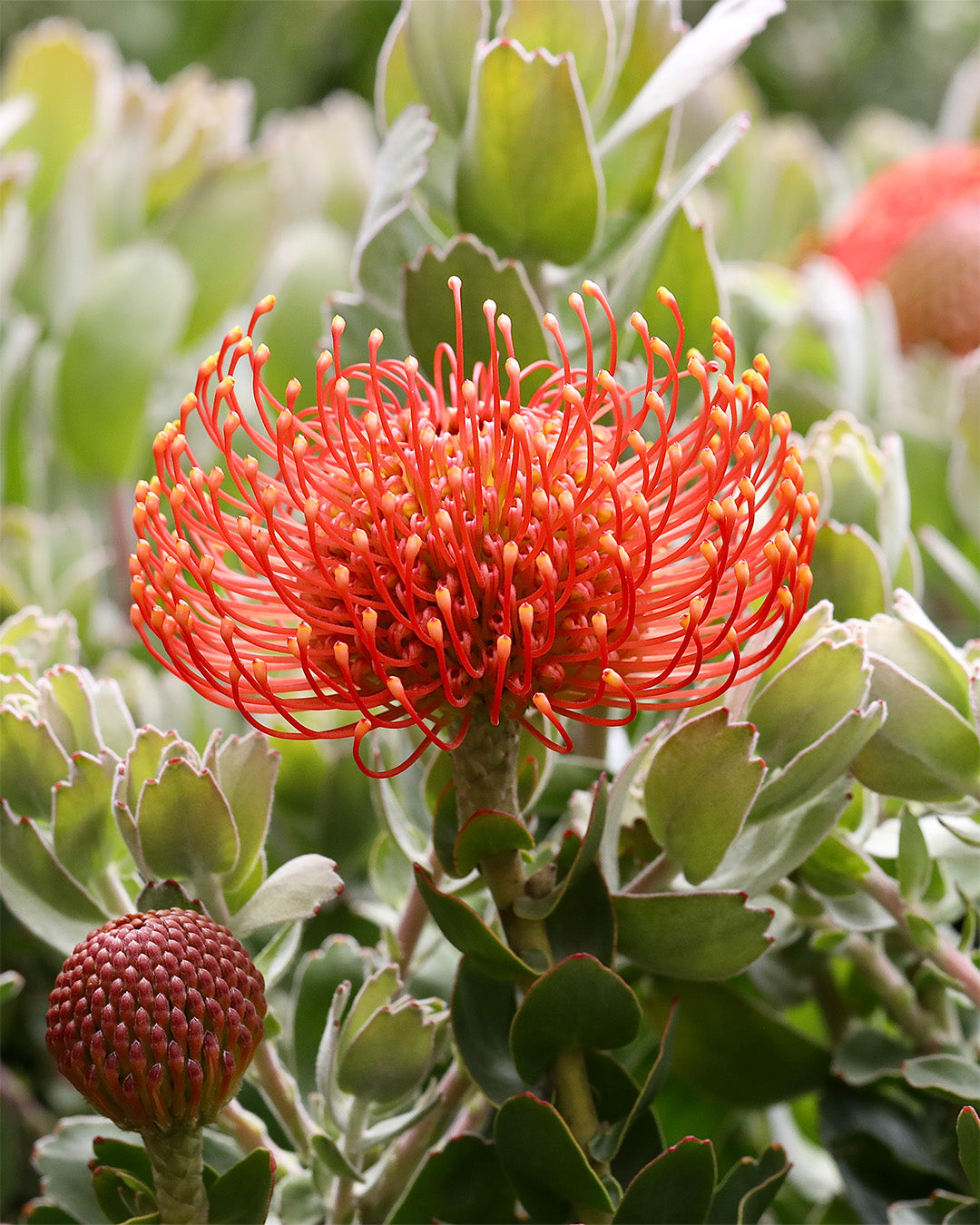 Leucospermum Vlam - Leucospermum cordifolium