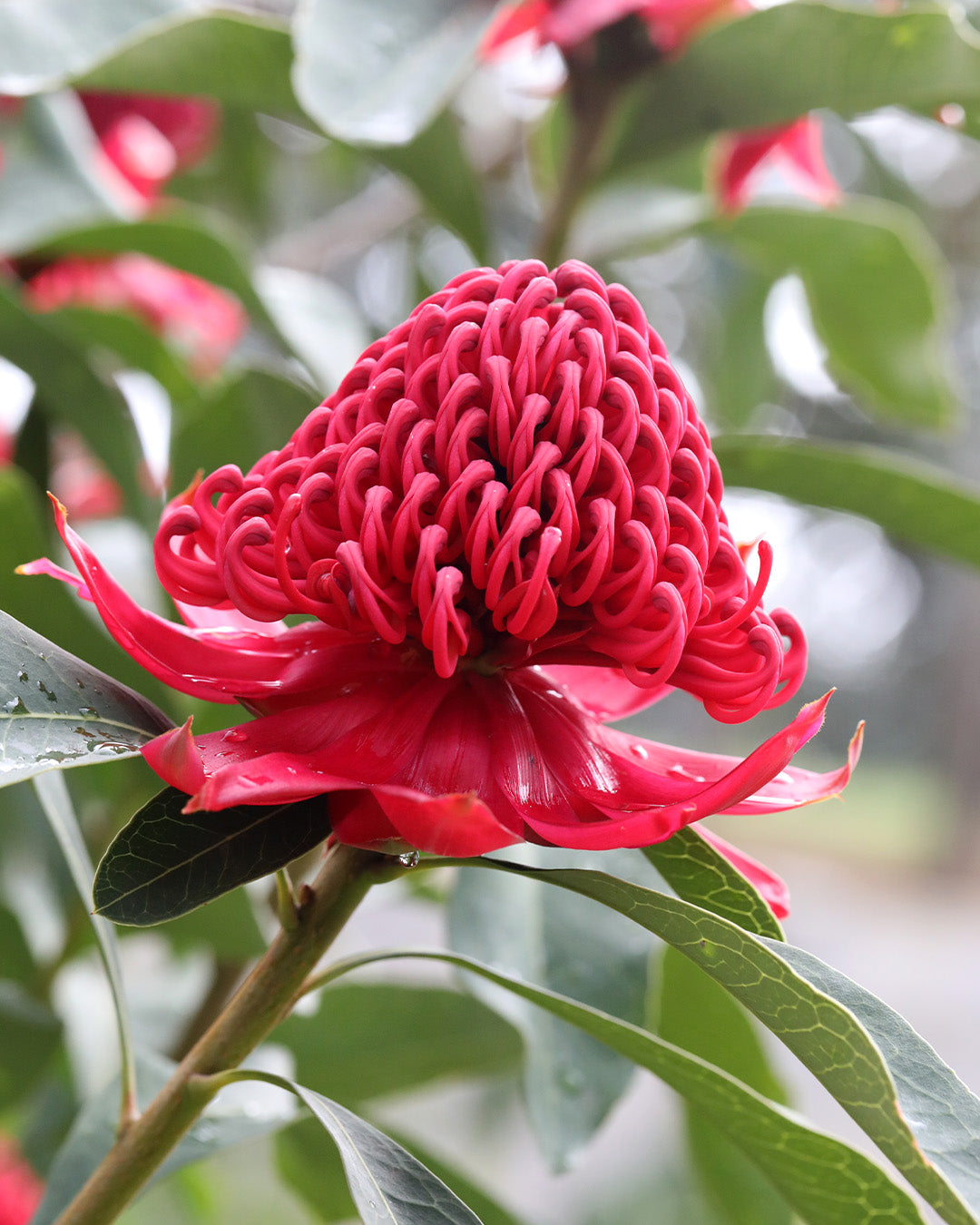 Shady Lady Red Waratah