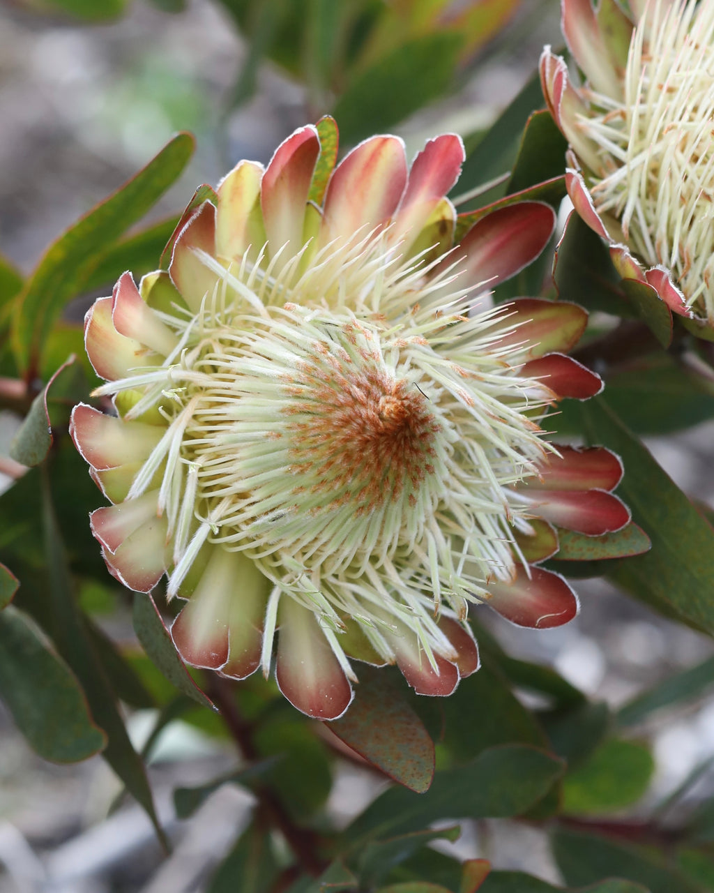 Protea White Ruby