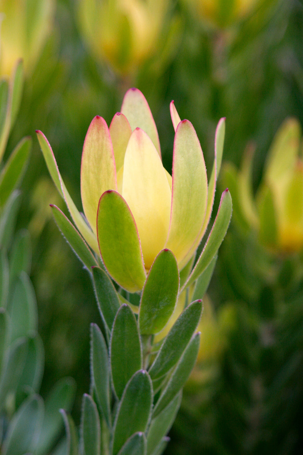 Leucadendron Winter Gold