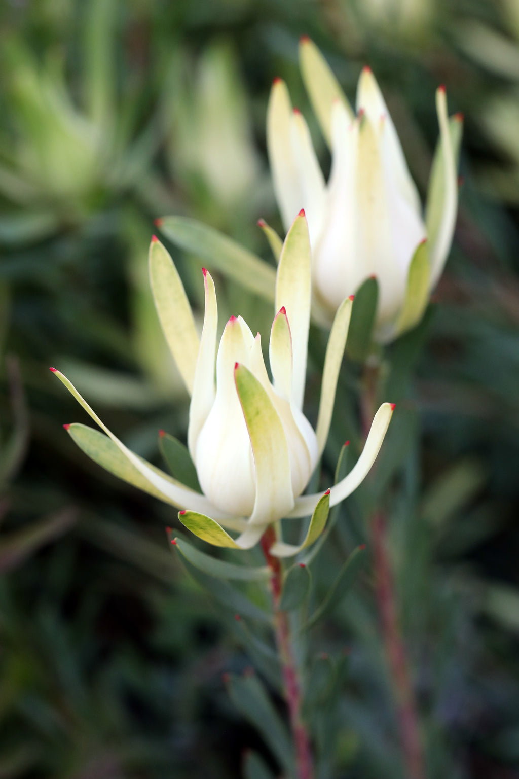 Leucadendron Yellow Devil