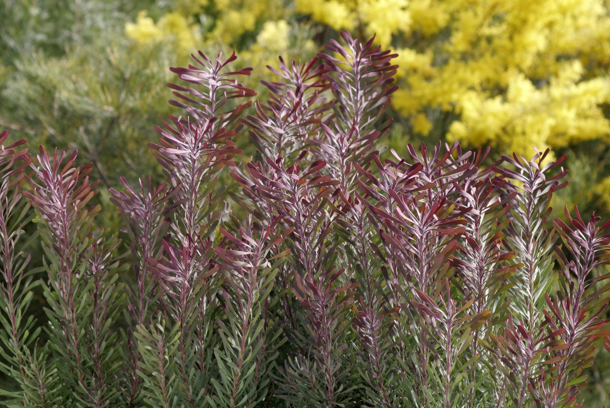Leucadendron Purple Haze