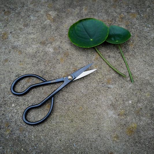 Niwaki Higurashi Snips
