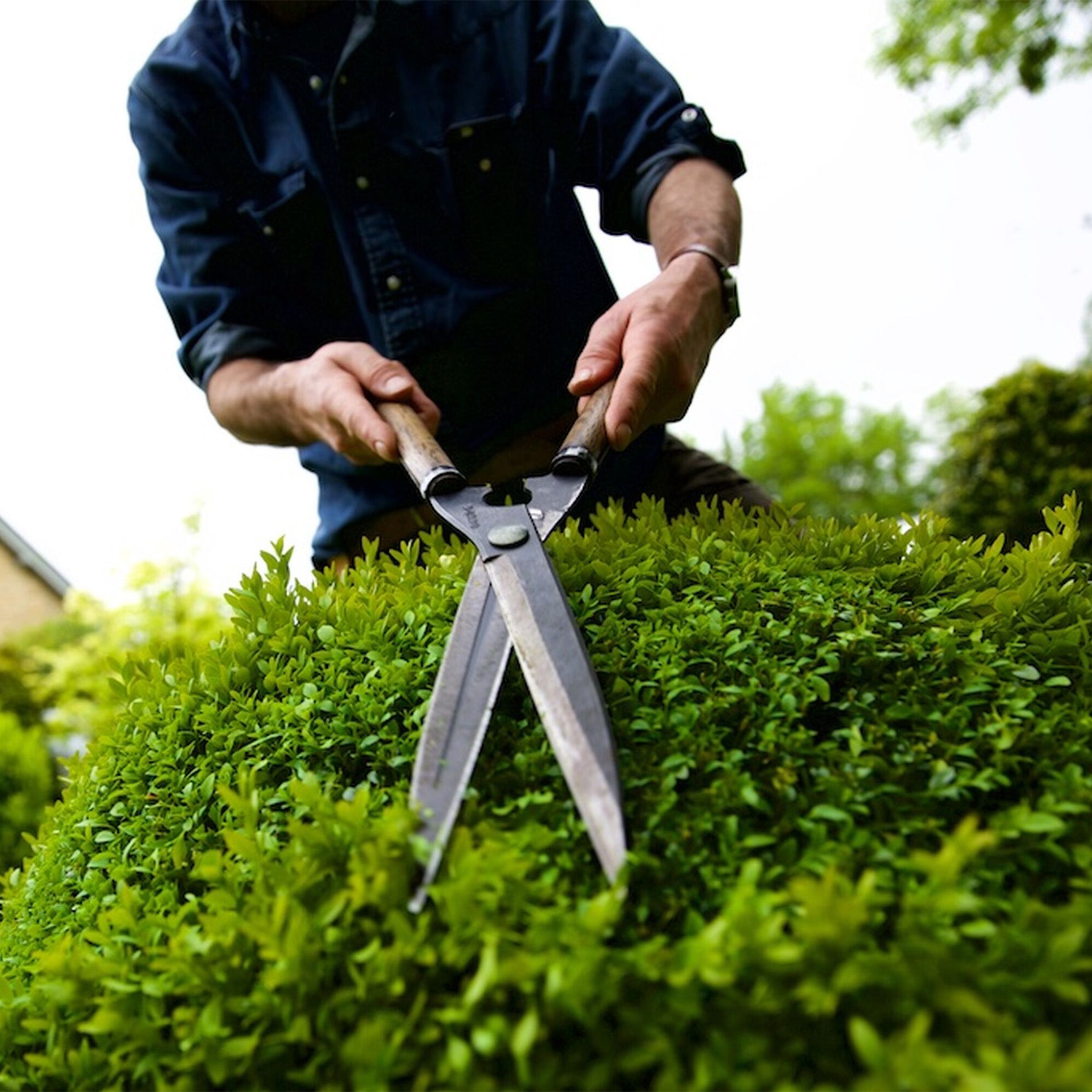 Niwaki Topiary Shears