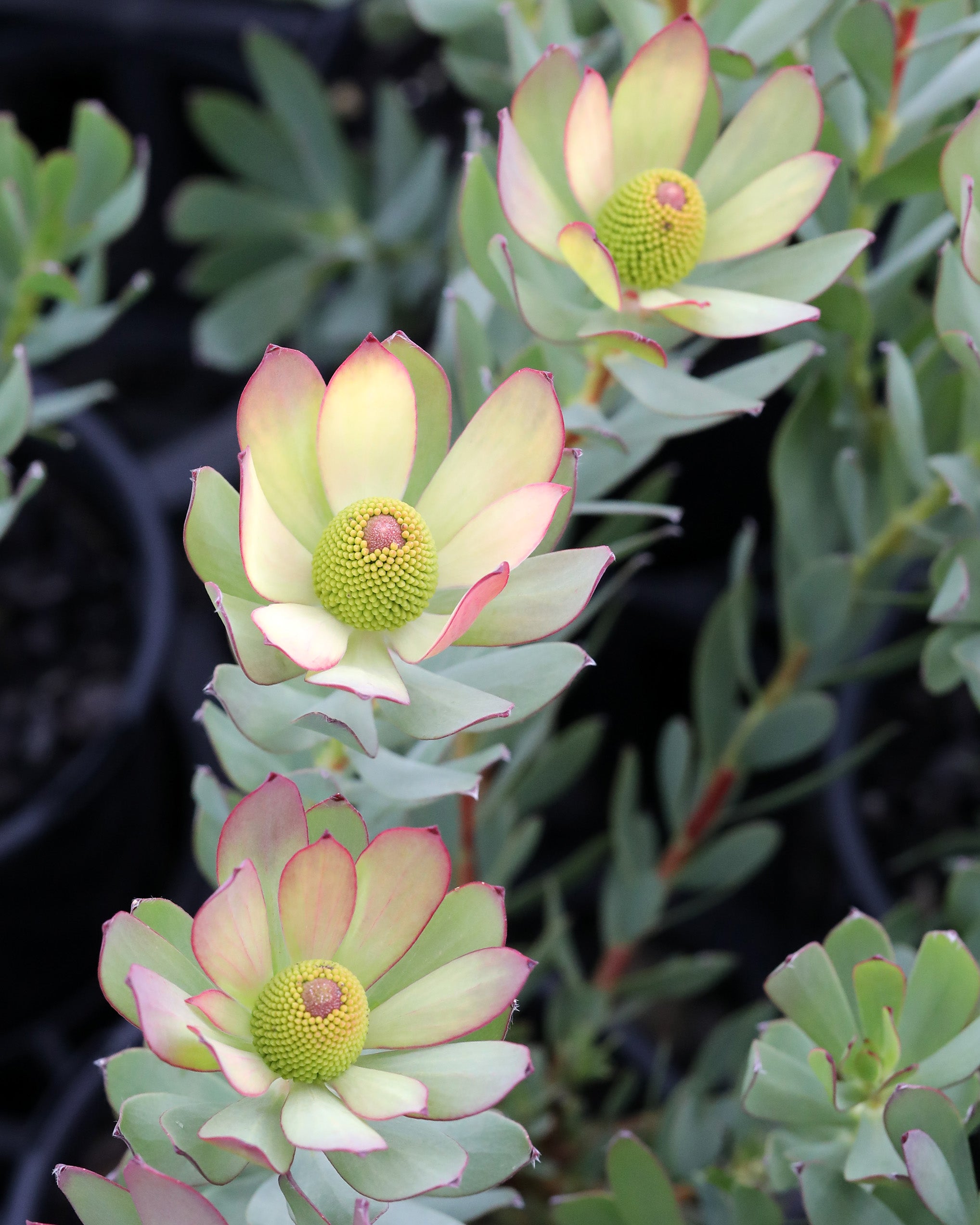 Leucadendron Summer Flame