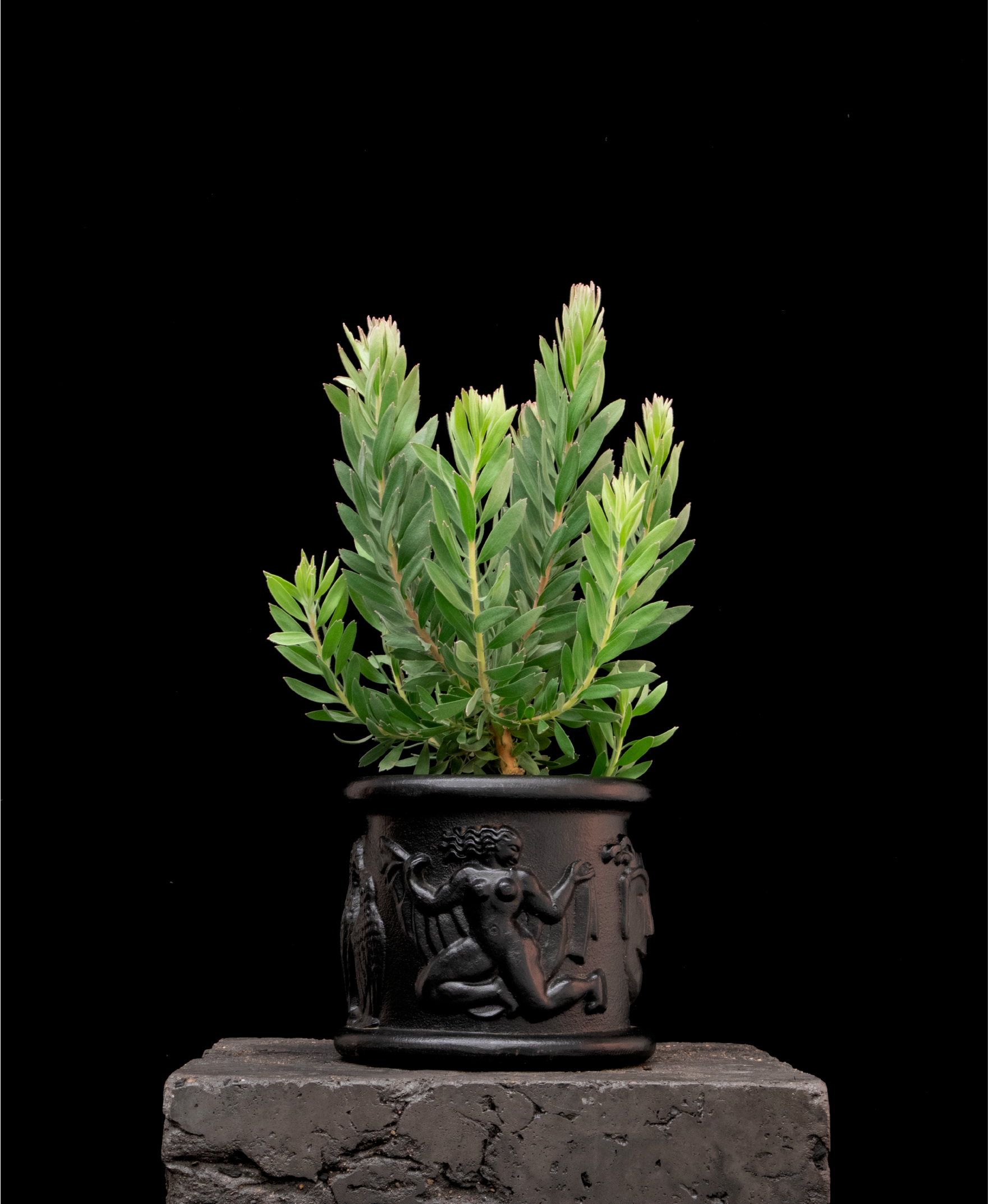 Leucospermum Pheonix Rising - Proteaflora