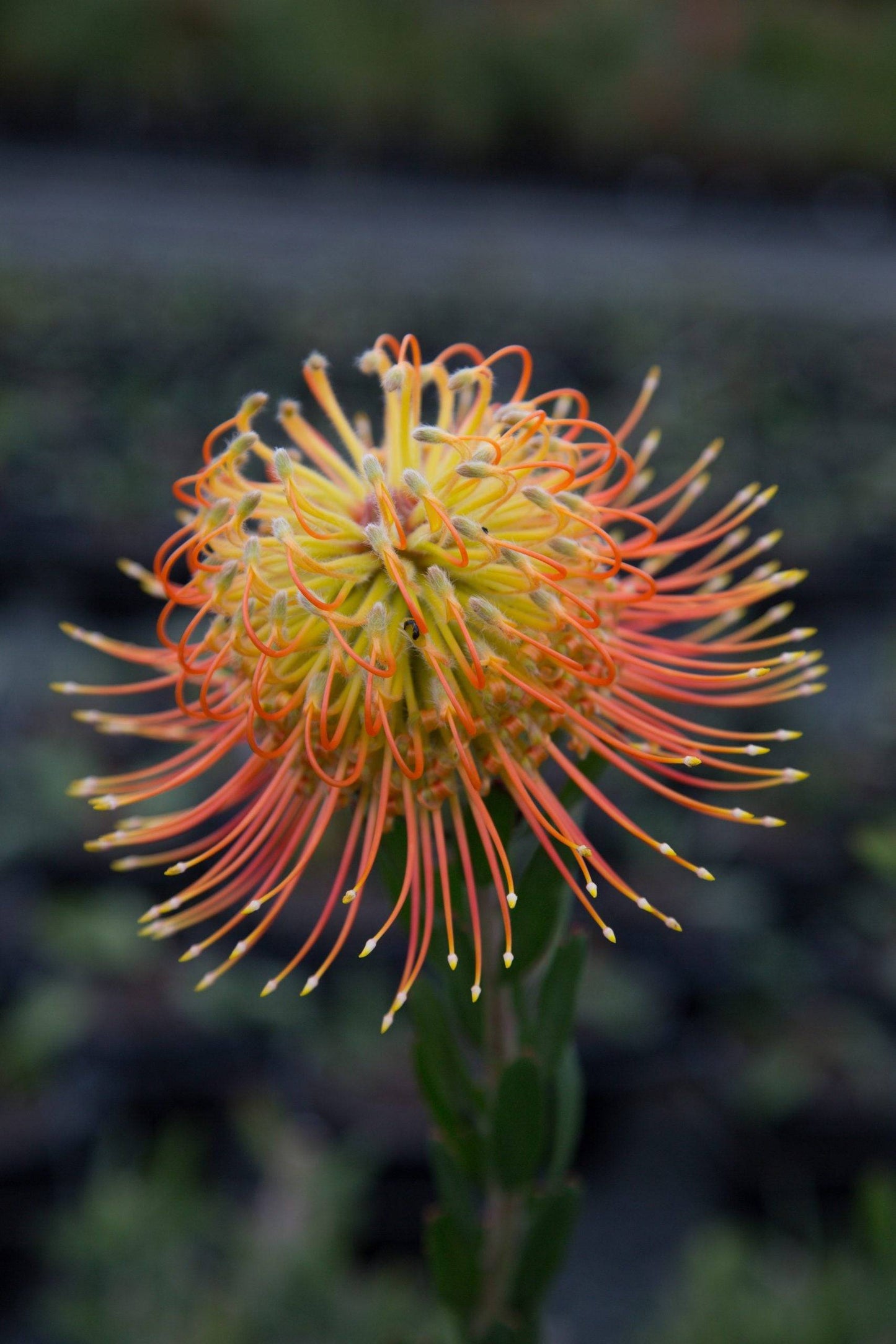 Leucospermum Pheonix Rising - Proteaflora