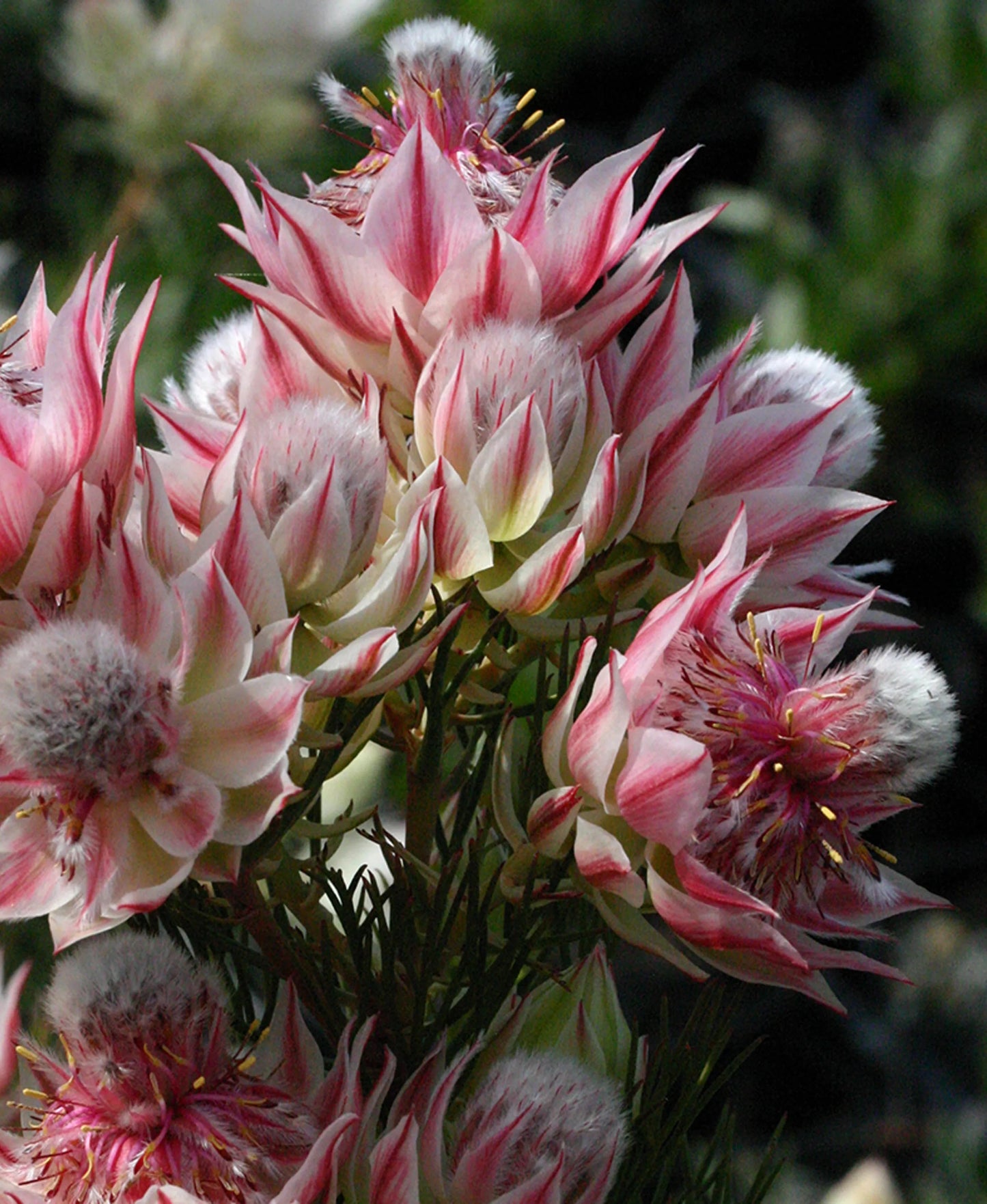Pretty N Pink Flower - Proteaflora