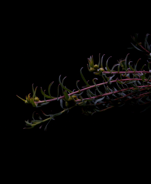 Leucospermum Prostratum - Proteaflora
