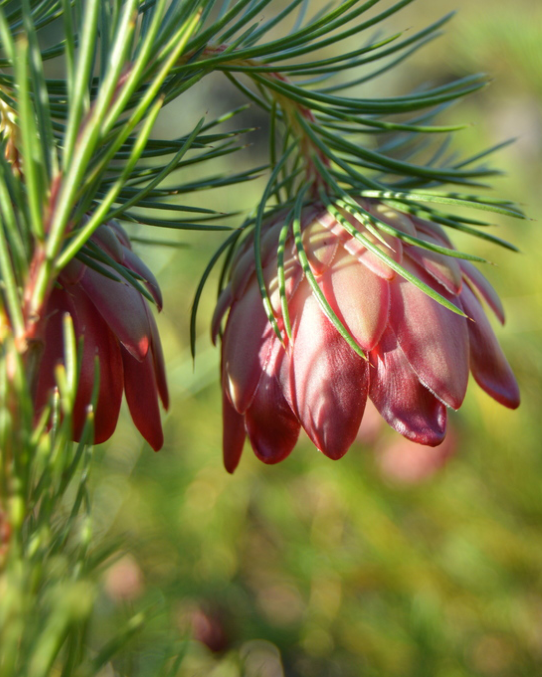 Nana Protea - Proteaflora