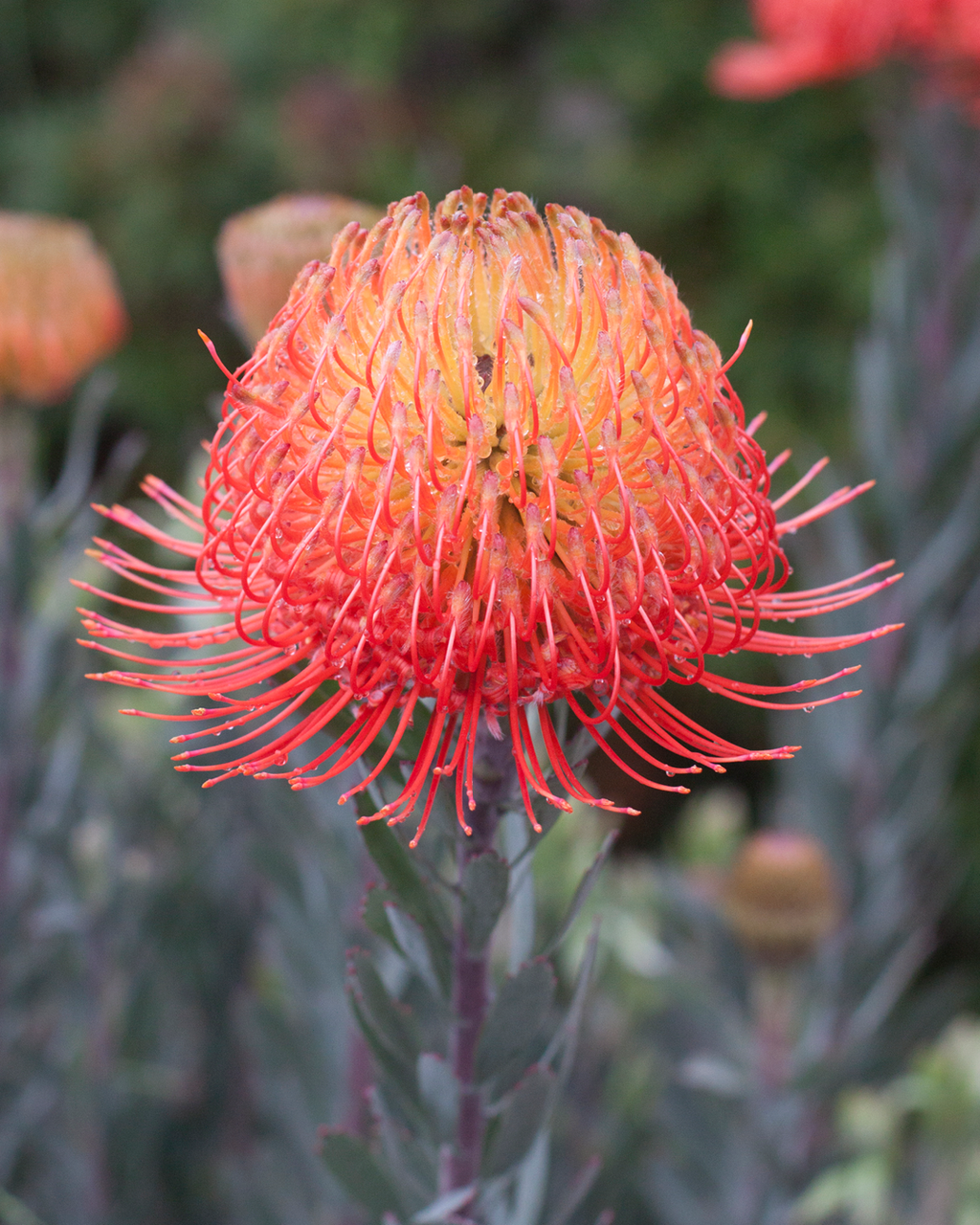 Leucospermum So Exquisite