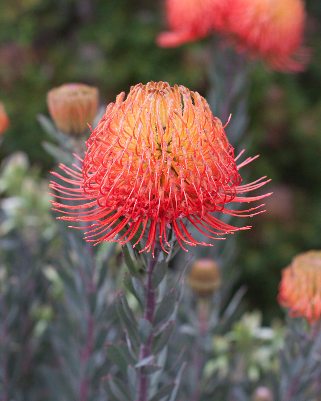 Leucospermum So Exquisite