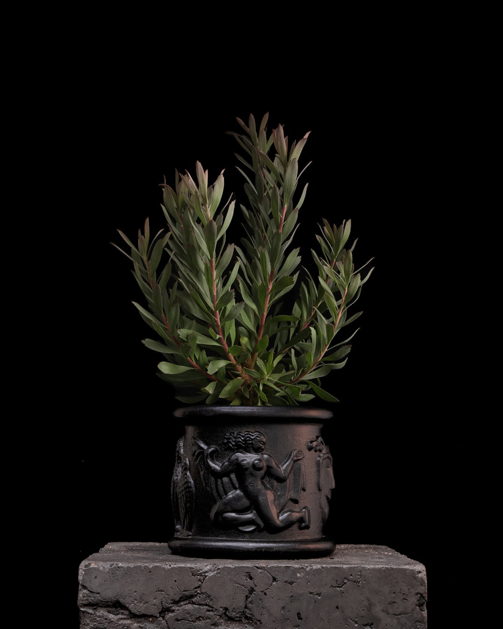 Leucospermum So Exquisite