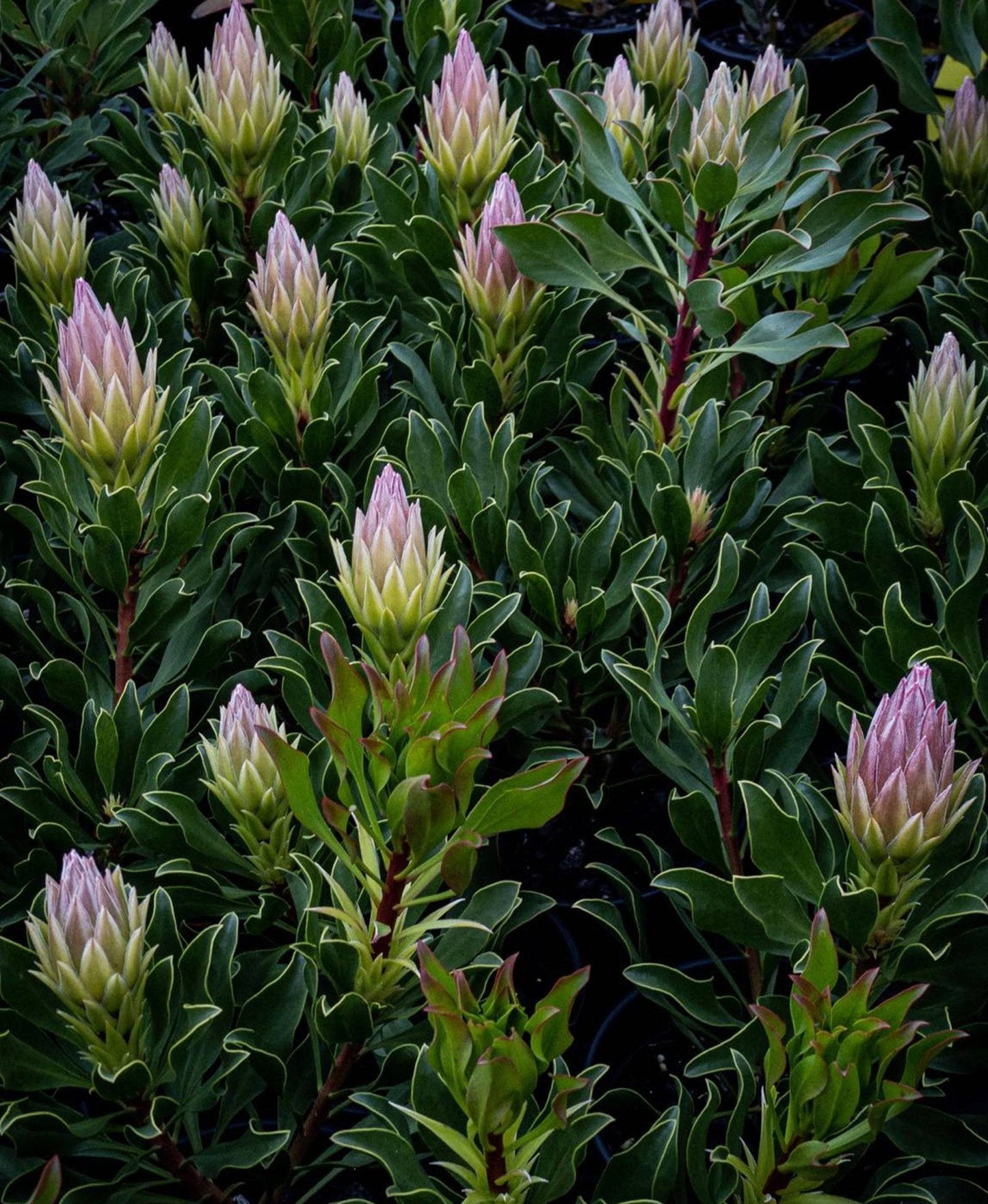 Protea Autumn Prince