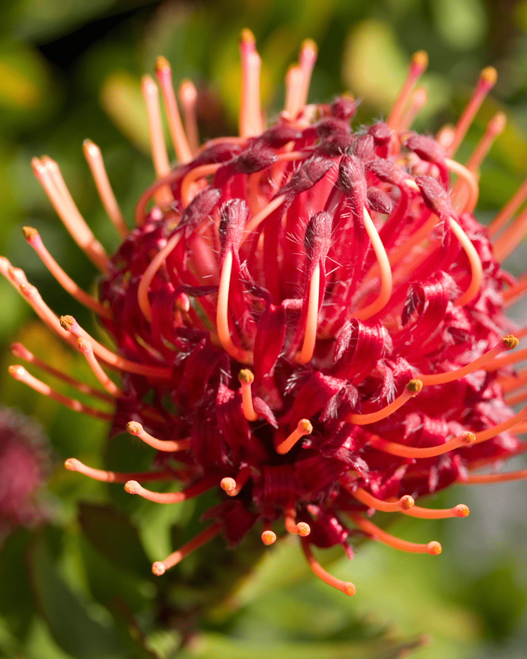 Leucospermum Carnival Red - Buy Protea Plants Online