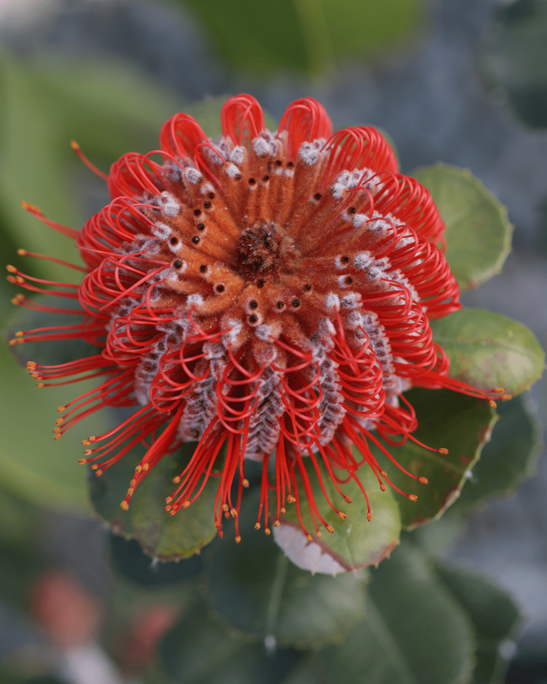 Banksia coccinea - Proteaflora