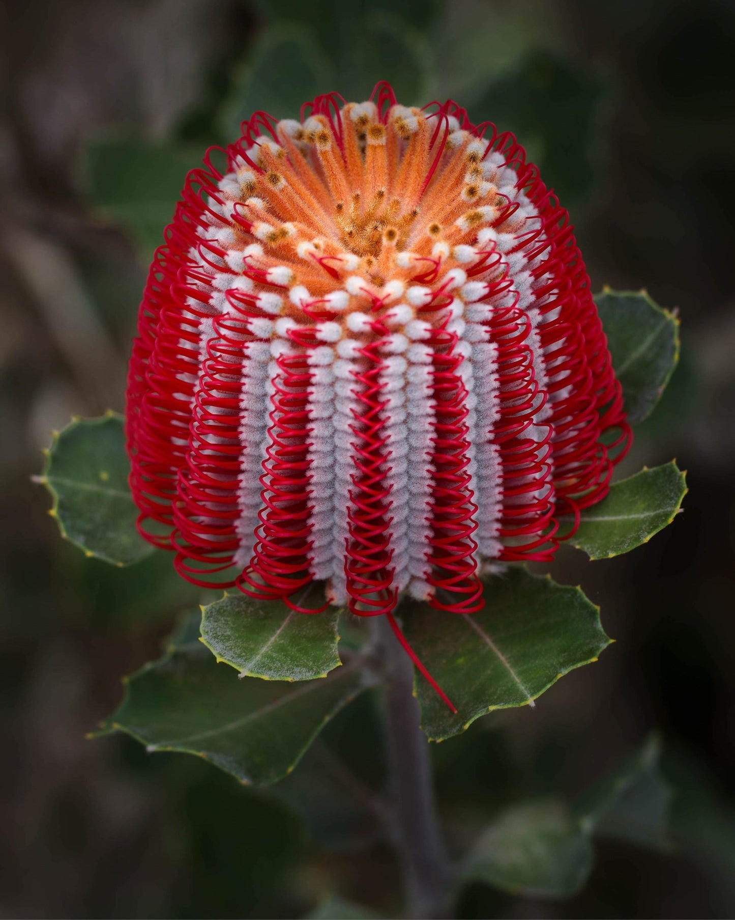 Banksia coccinea - Proteaflora