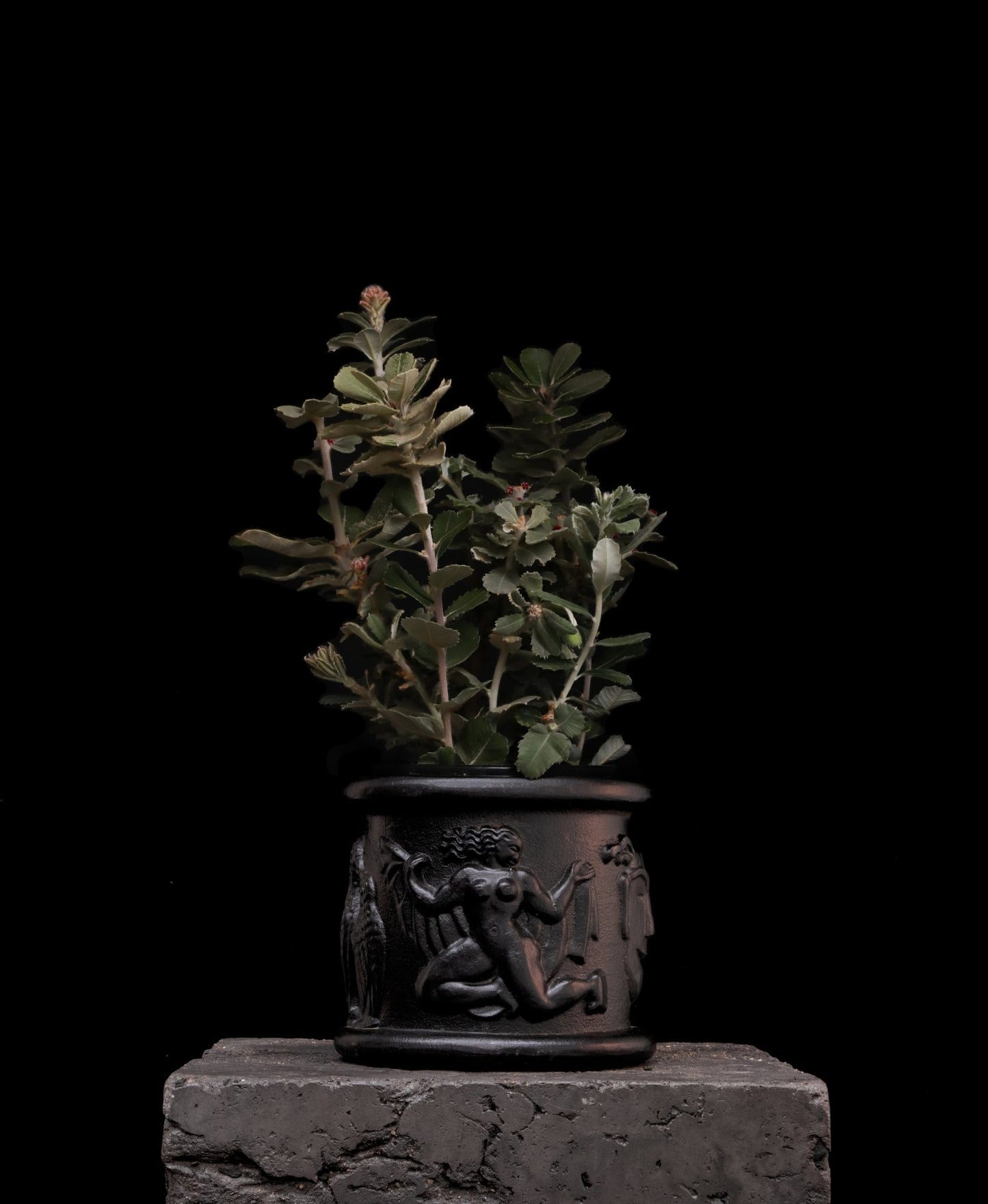 Banksia coccinea - Proteaflora
