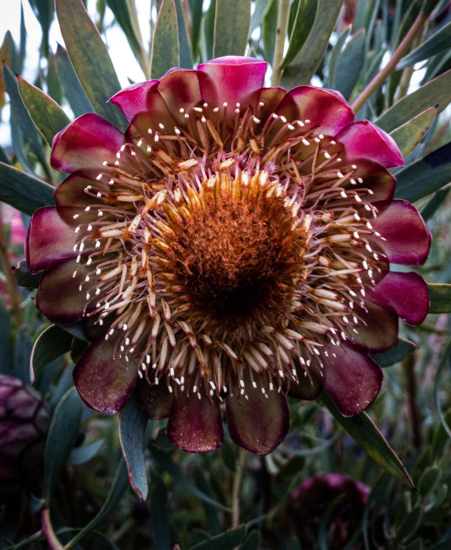 Protea Effusa Flower