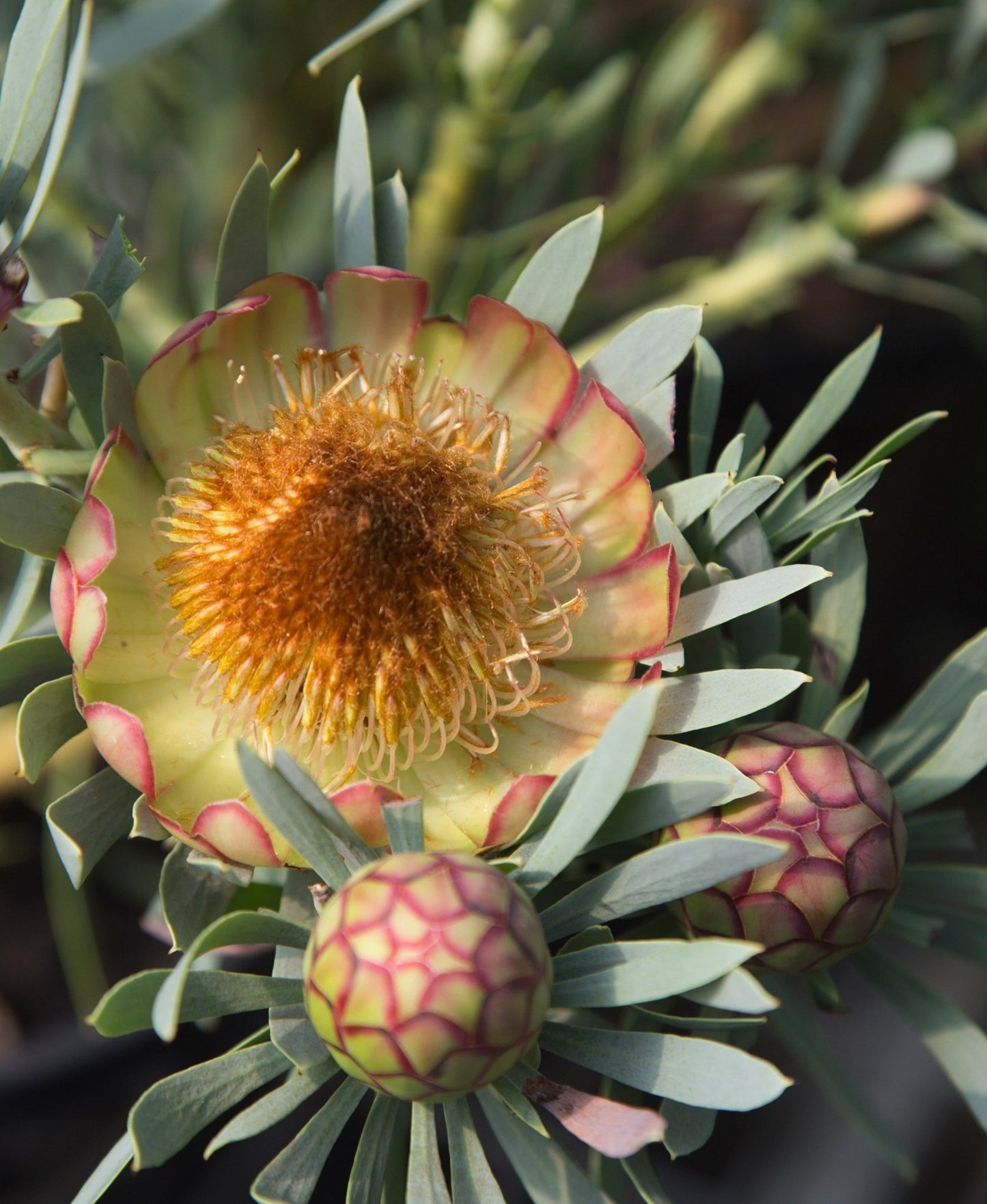 Protea Effusa Flower