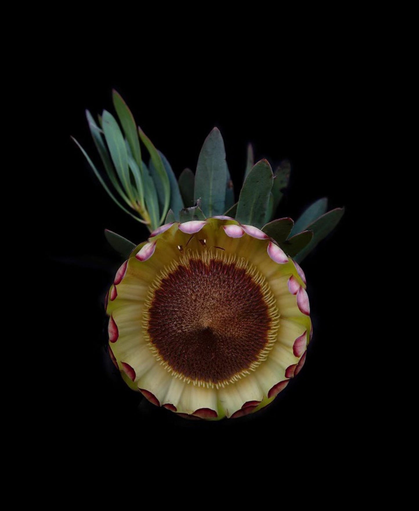 Protea Effusa Flower