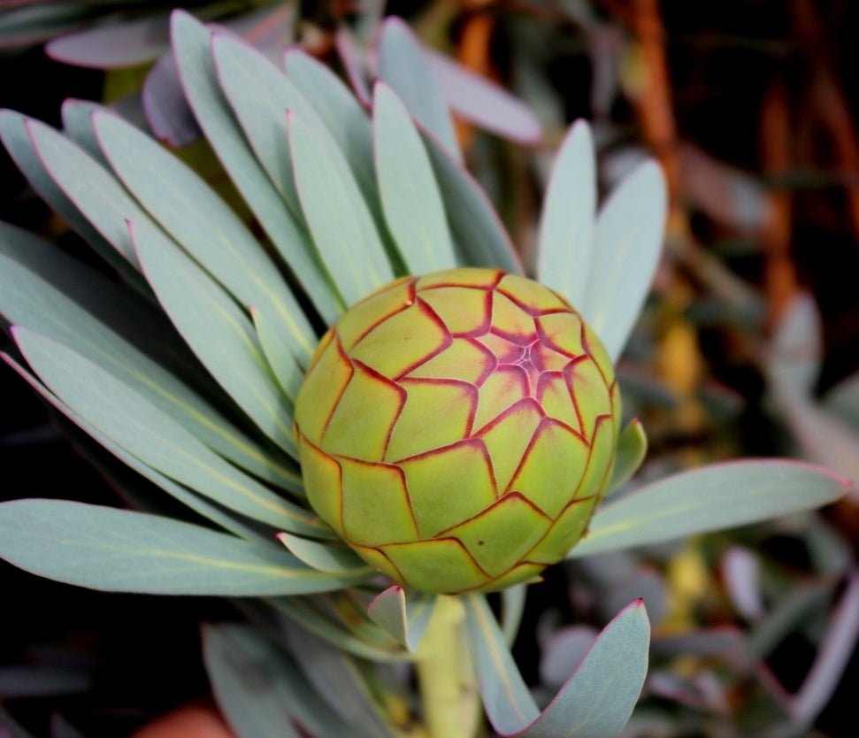 Protea Effusa