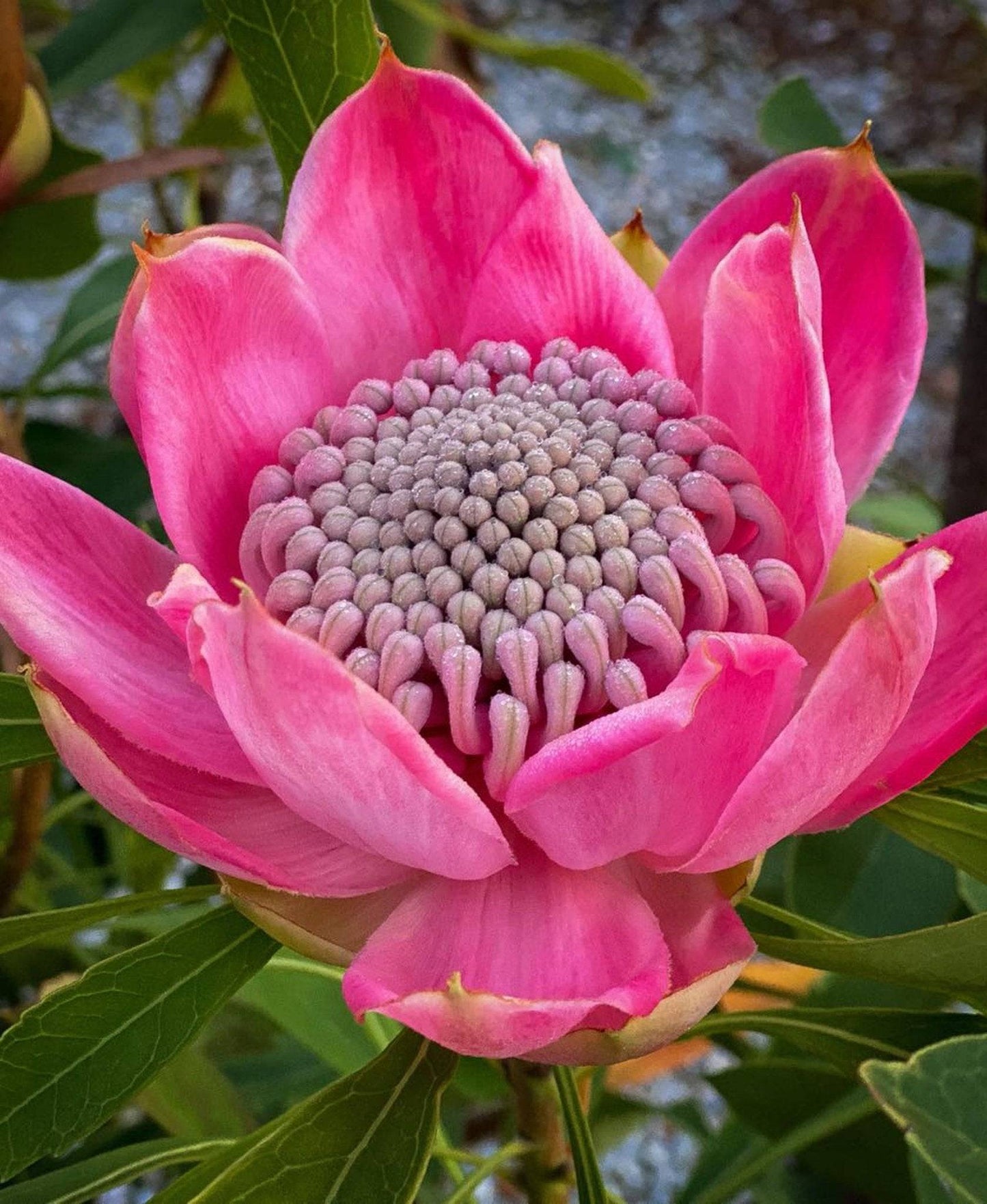 Enchanted Pink Waratah