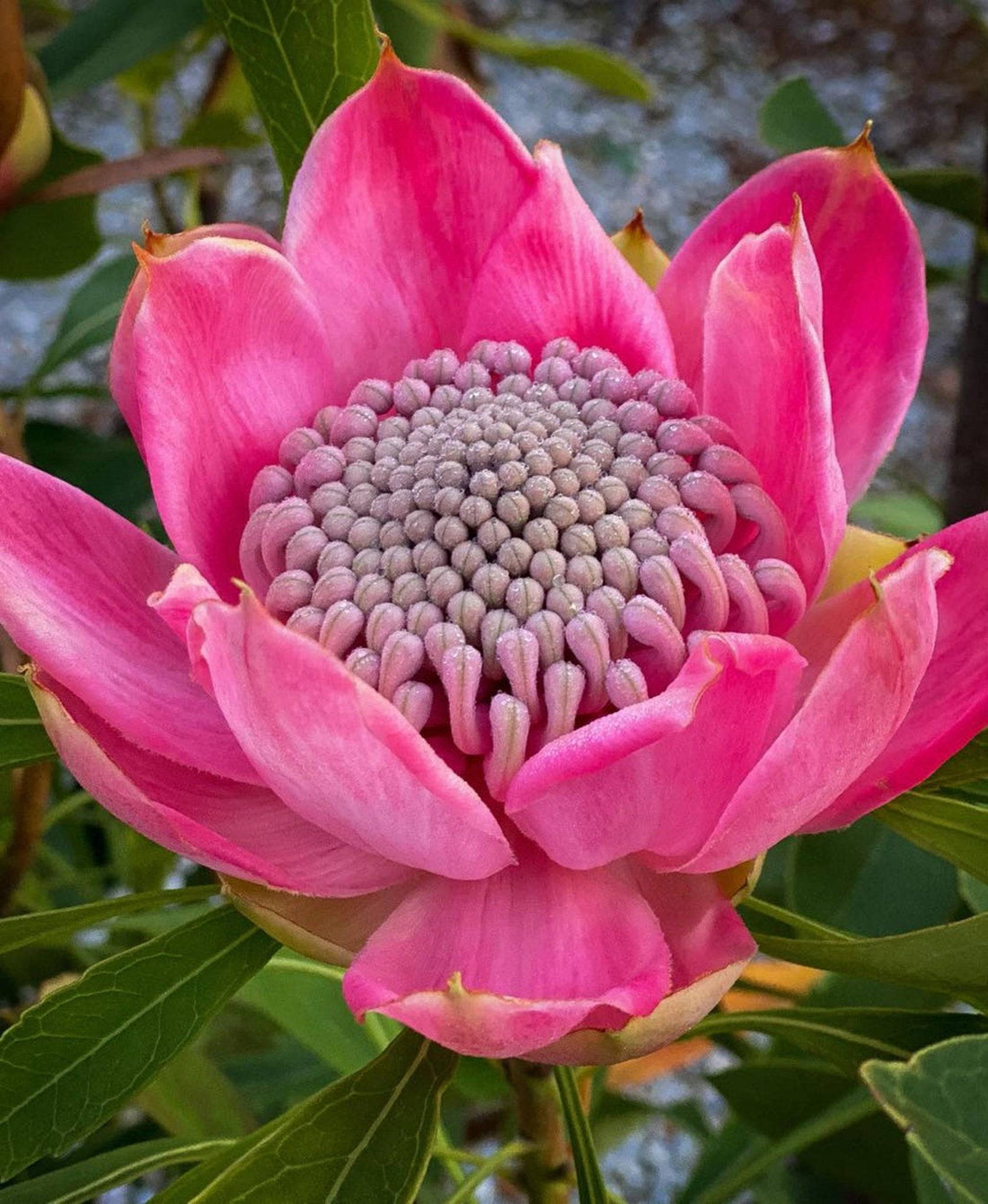Enchanted Pink Waratah Buy Waratah Plants Online Australia