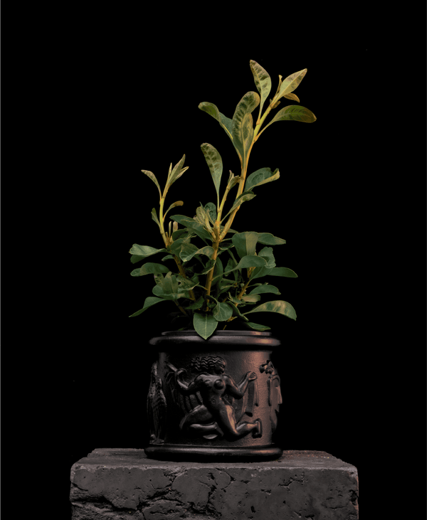 Enchanted Pink Waratah Buy Waratah Plants Online Australia