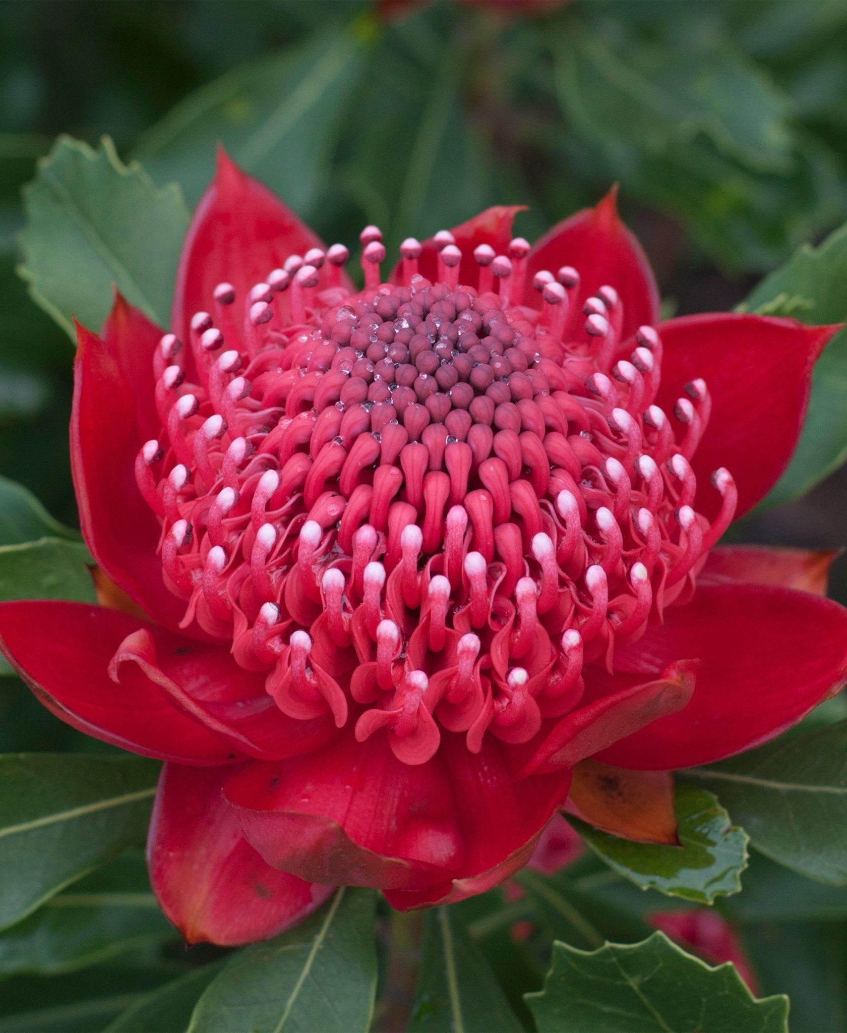 Enchanted Red Waratah Flower
