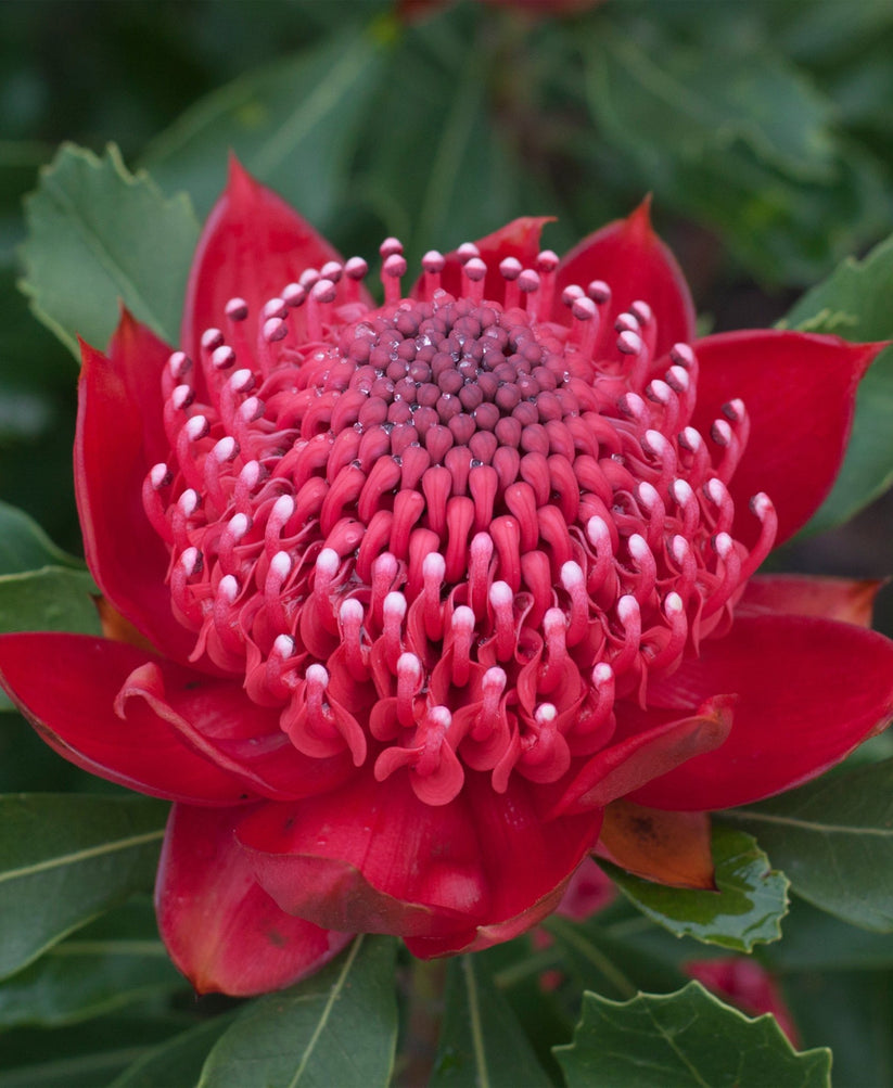 Enchanted Red Buy Waratah Plants Online Shop Proteaflora