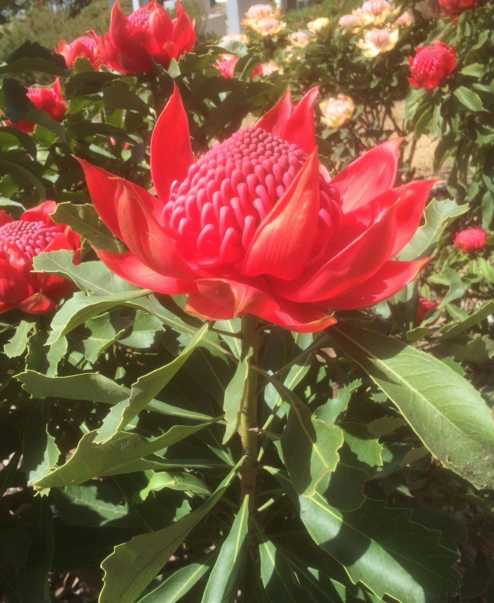 Enchanted Red Buy Waratah Plants Online Shop Proteaflora