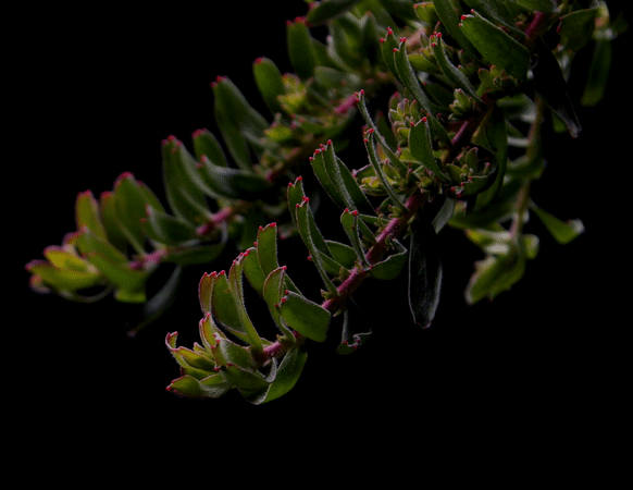 Hullabaloo - Leucospermum - Proteaflora