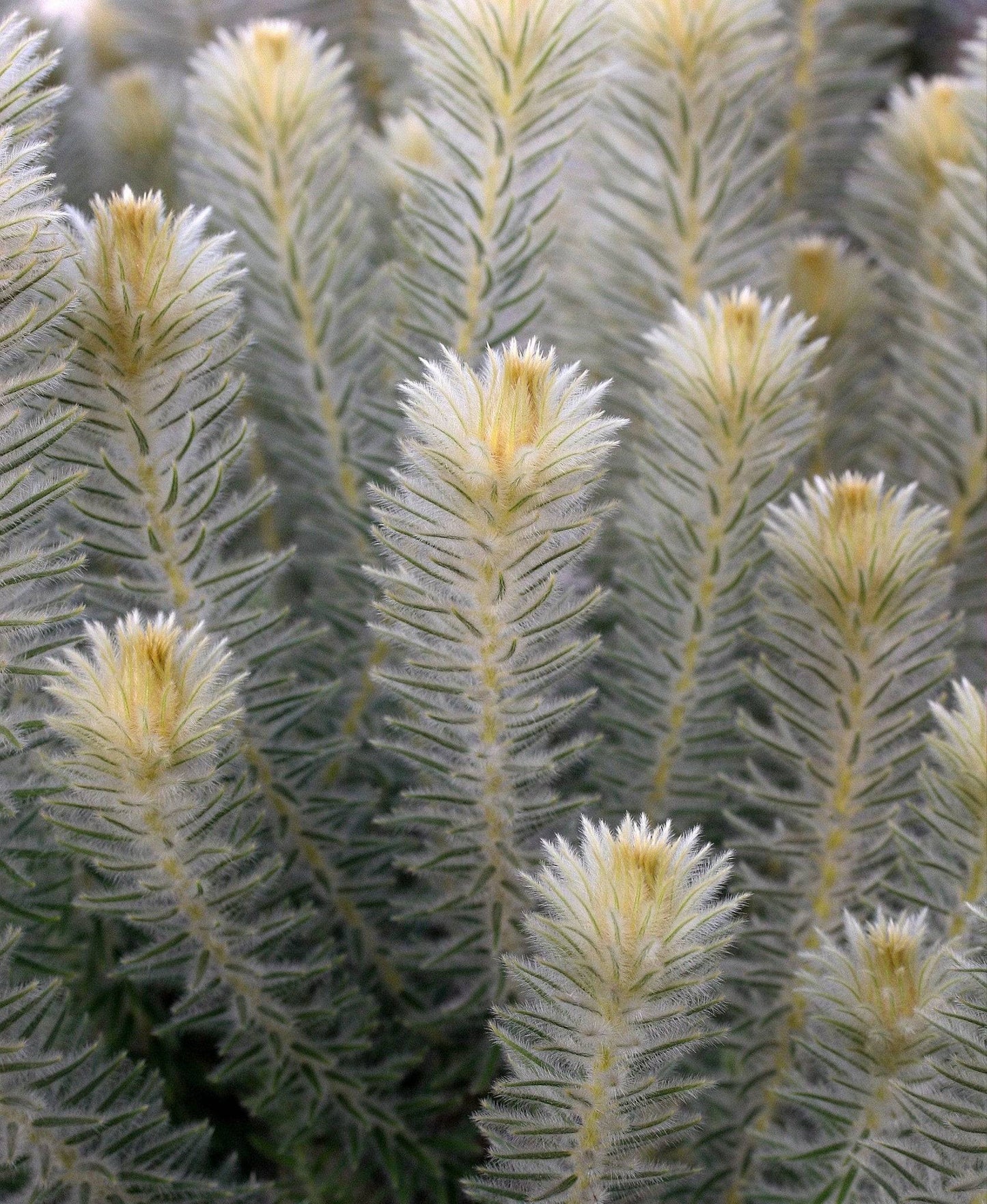 Phylica Hydra Protea