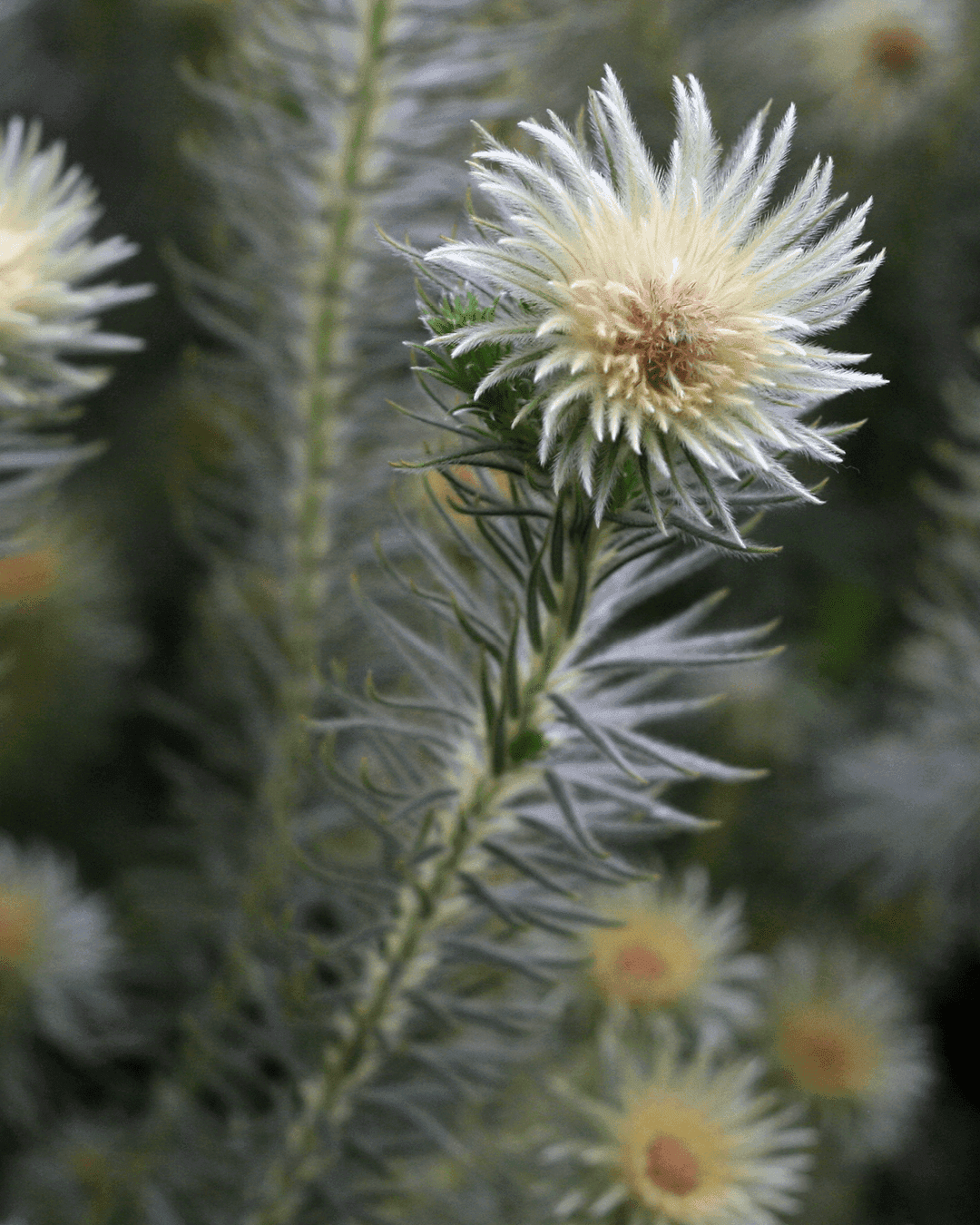 Phylica Hydra Protea