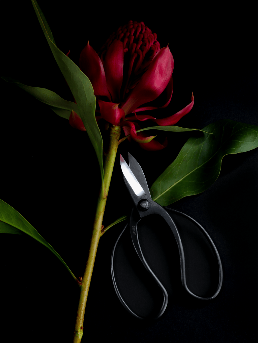 Niwaki Sentei Garden Scissors - Proteaflora